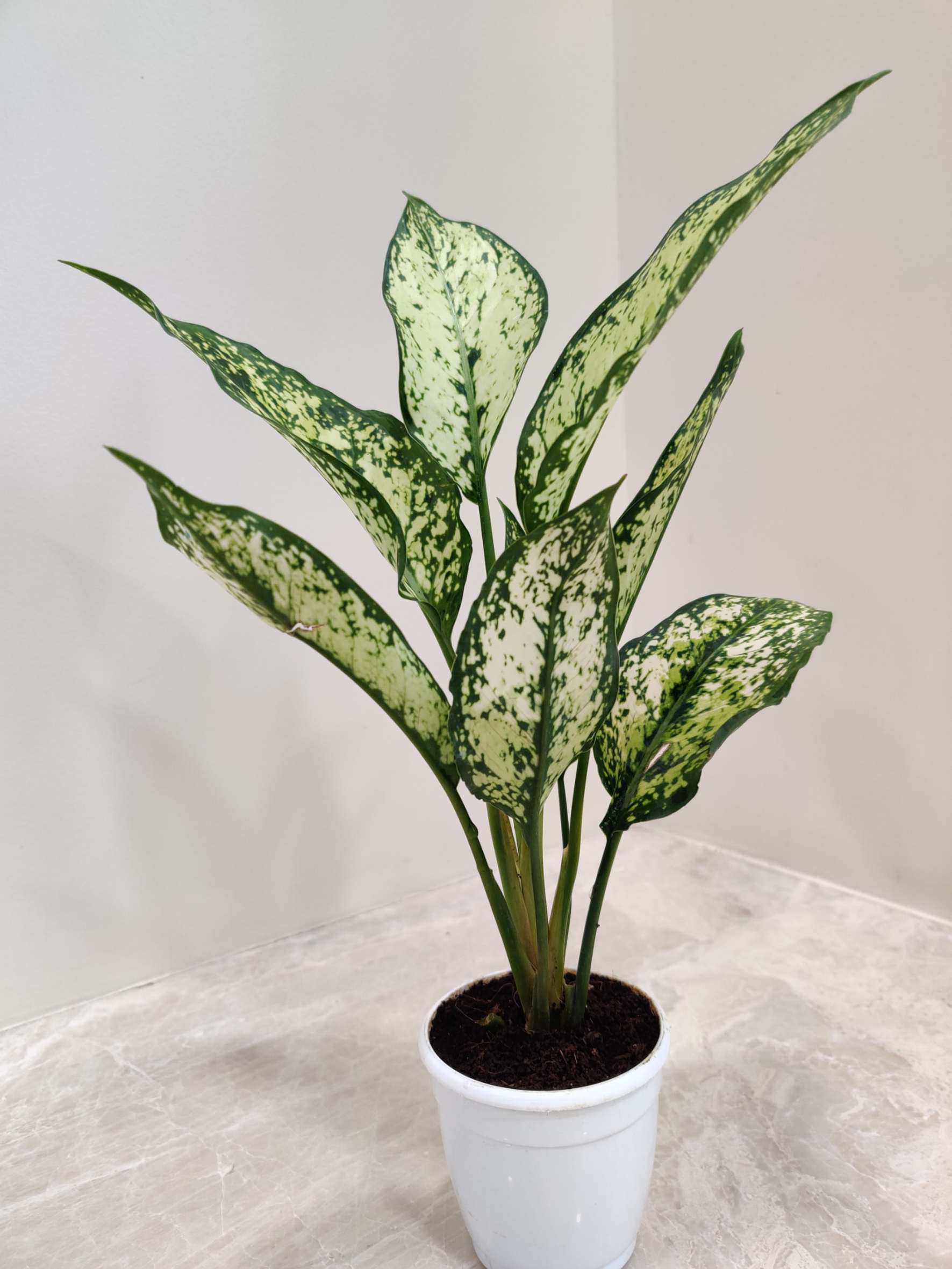 Aglaonema Snow White 7 cm Pot