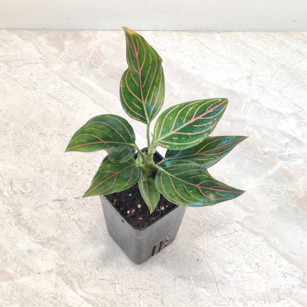 Aglaonema Red Vein 7 cm Pot
