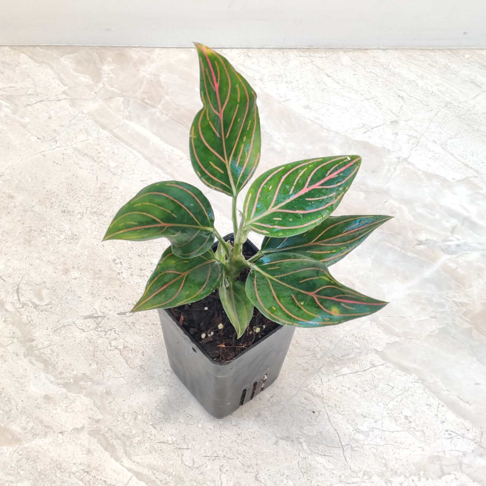 Aglaonema Red Vein 7 cm Pot