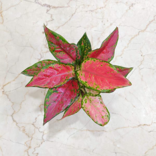 Aglaonema Black New 7 cm Pot