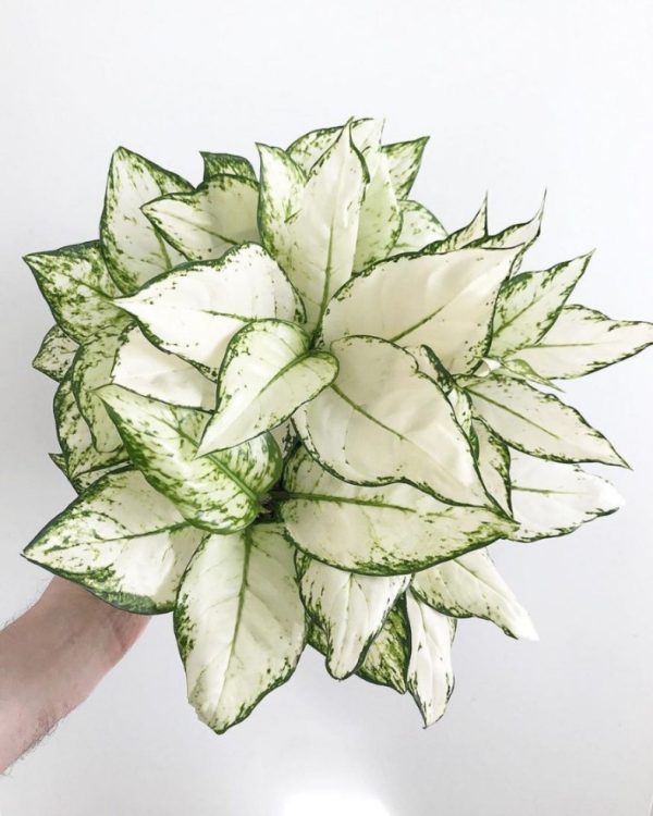 Aglaonema Super White 7 cm Pot