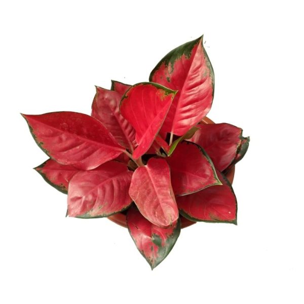 Aglaonema Thailand Red 7 cm Pot