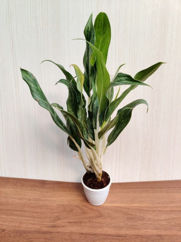 Aglaonema White Stem 7 cm Pot