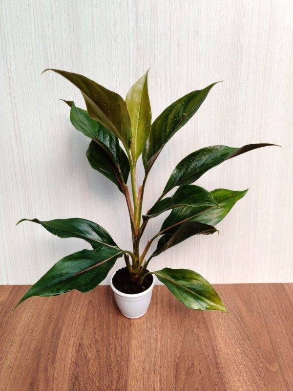 Aglaonema Lipstick Green 7 cm Pot