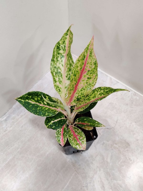 Aglaonema Happiness 7 cm Pot