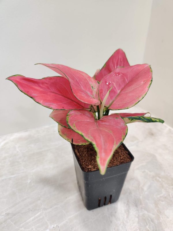 Aglaonema Diamond Red 7 cm Pot