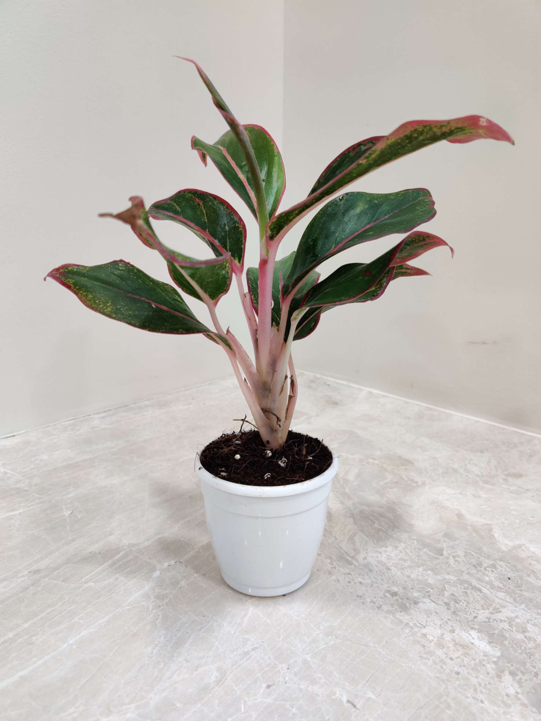 Aglaonema Lipstick 7 cm Pot