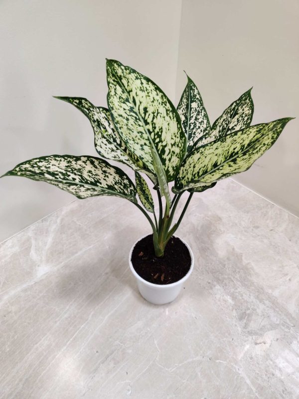 Aglaonema Snow White 10 cm Pot
