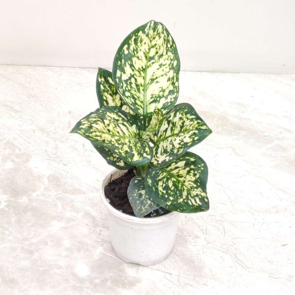 Aglaonema White Anjuman 10 cm Pot