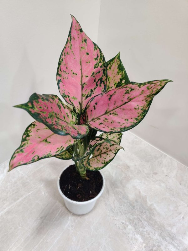 Aglaonema Pink Valentine 10 cm Pot