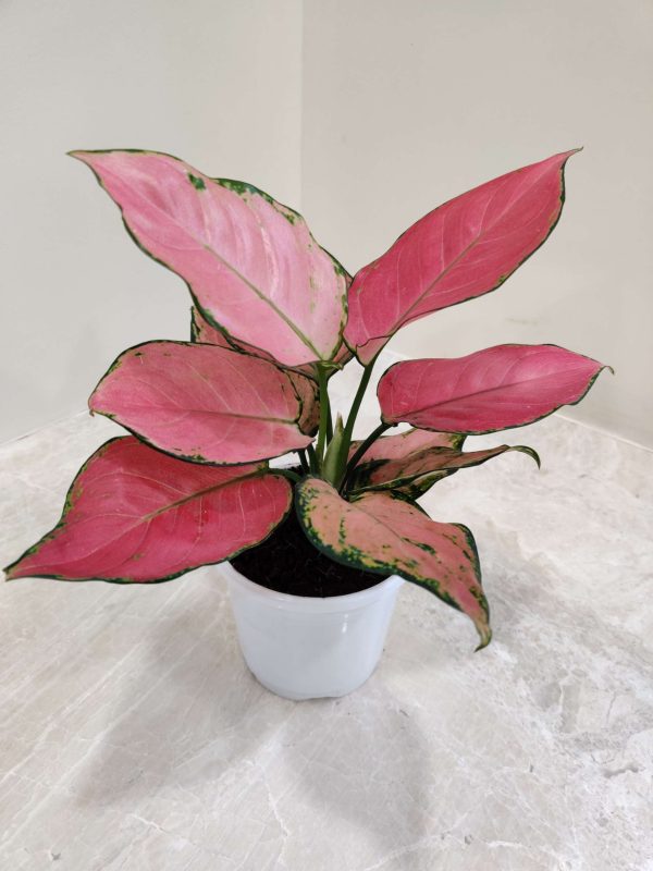 Aglaonema Diamond Red 10 cm Pot