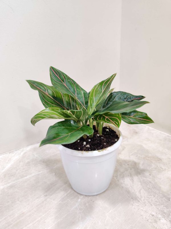 Aglaonema Red Vein 12 cm Pot