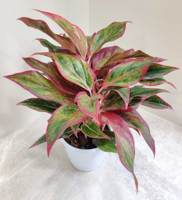 Aglaonema Red Lipstick 12 cm Pot