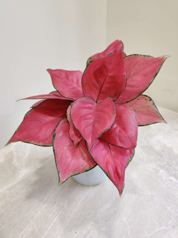 Aglaonema Diamond Red 12 cm Pot