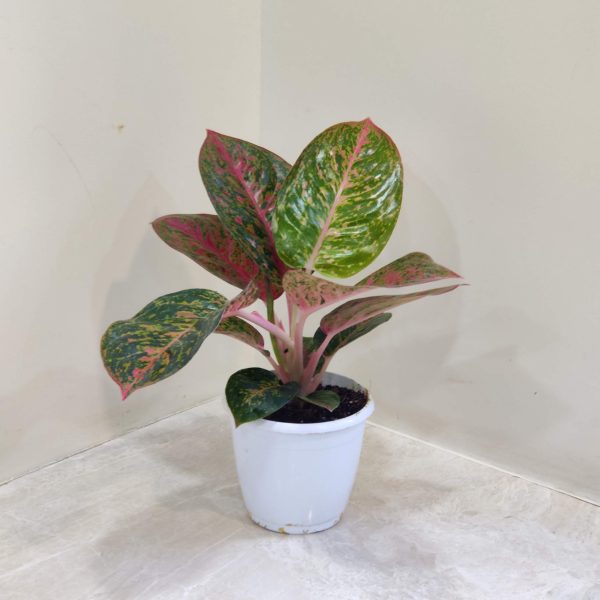 Aglaonema Star Dust 12 cm Pot