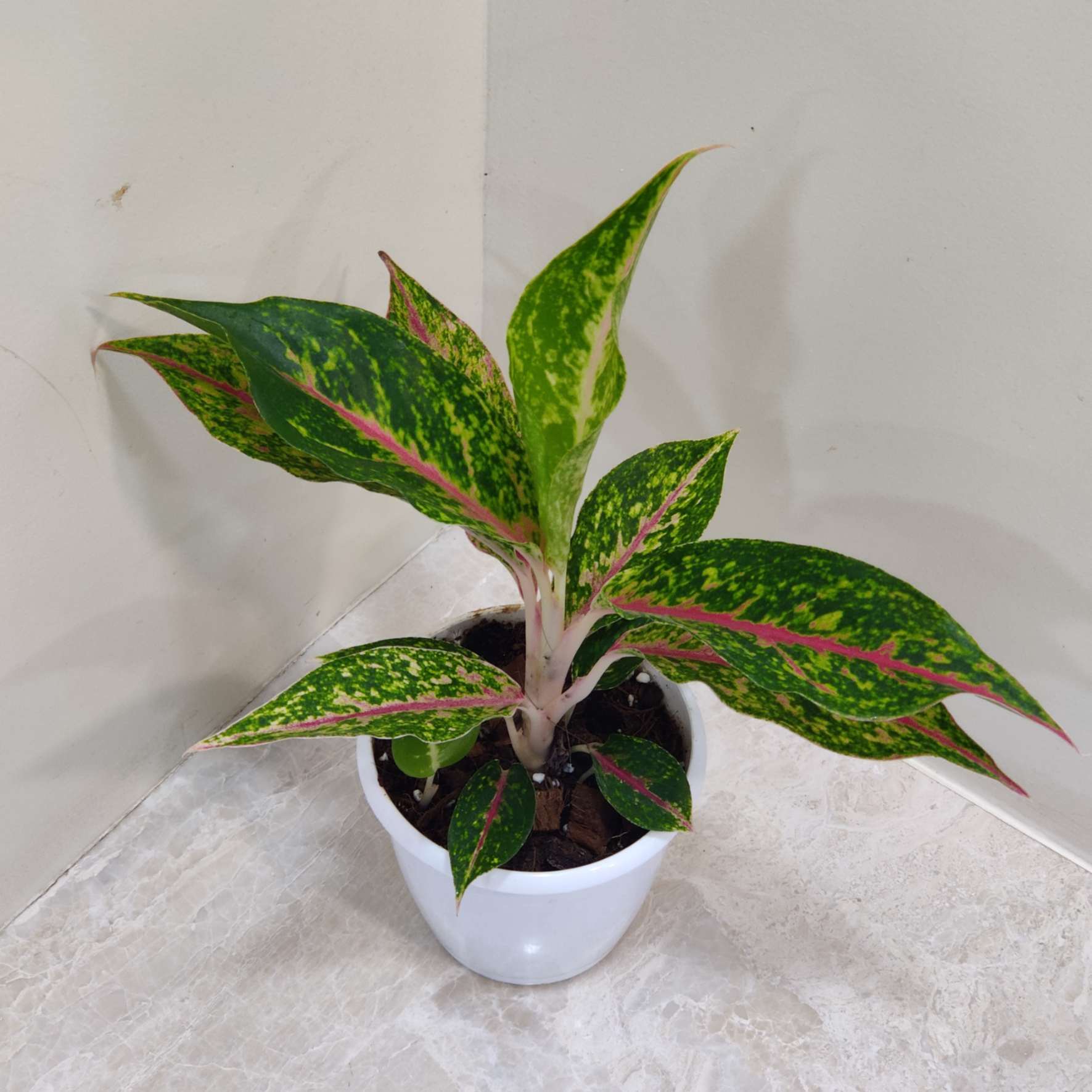 Aglaonema Happiness 12 cm Pot