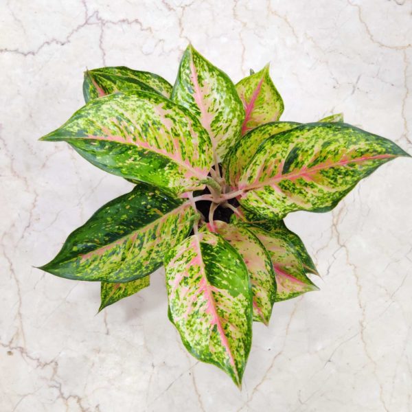 Aglaonema Karat 12 cm Pot