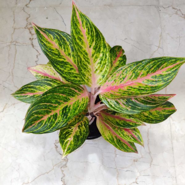 Aglaonema Butterfly 12 cm Pot