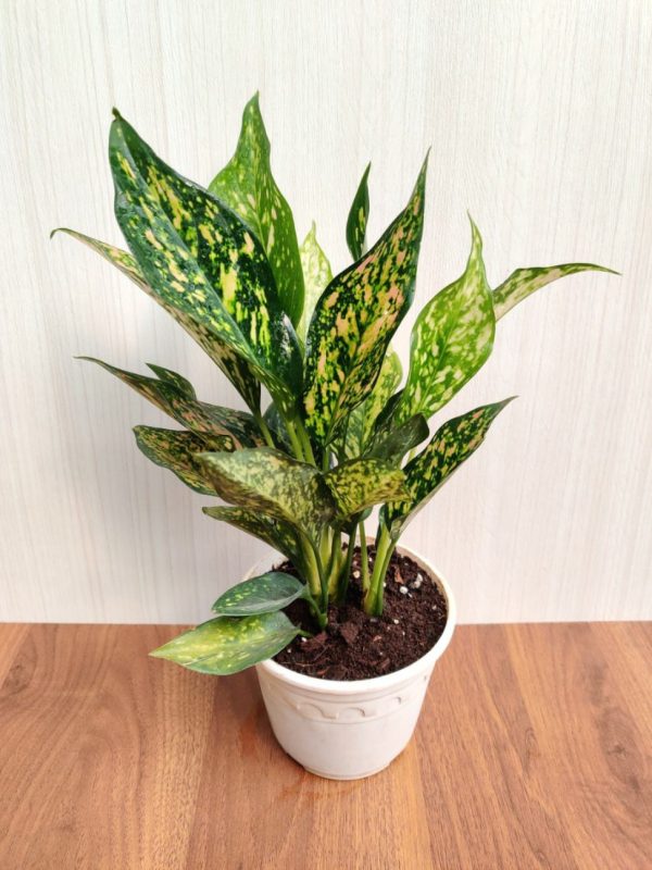 Aglaonema Green Rosy 12 cm Pot