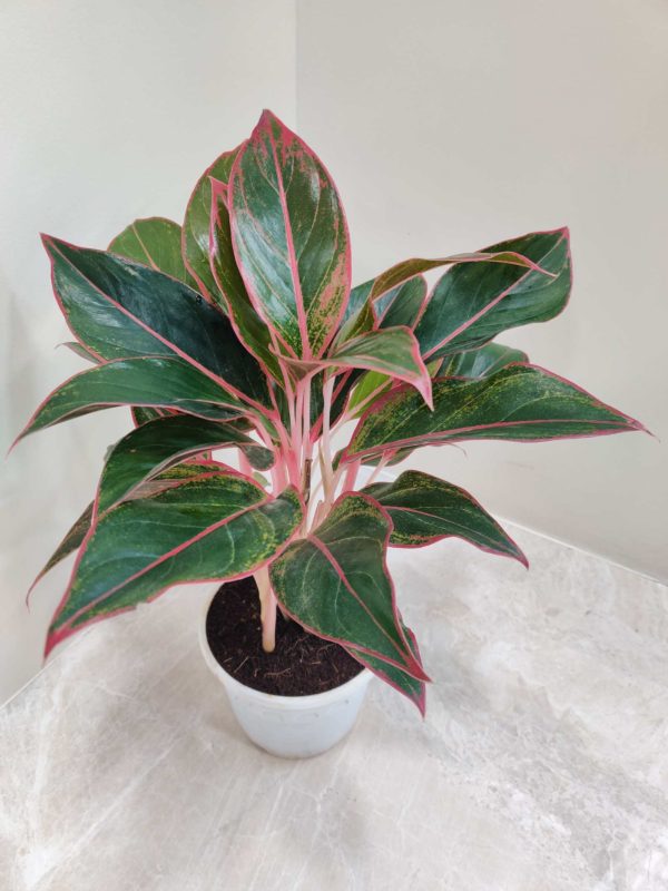 Aglaonema Lipstick 12 cm Pot