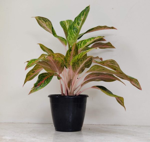 Aglaonema Golden Powder 12 cm Pot
