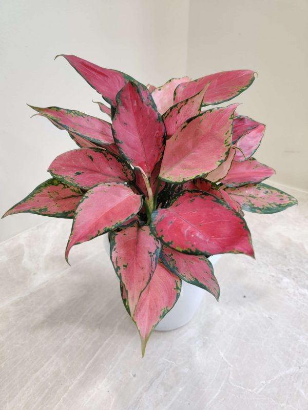 Aglaonema Red Valentine 12 cm Pot