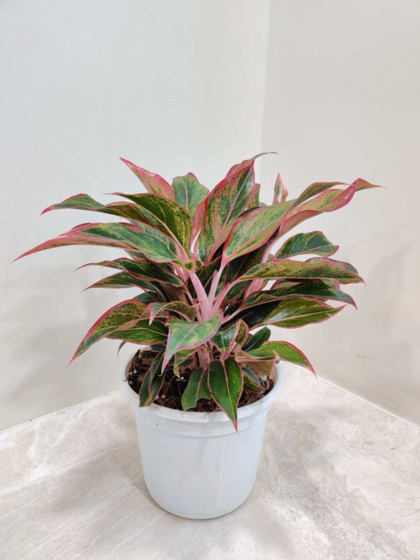Aglaonema Red Lipstick 14 cm Pot