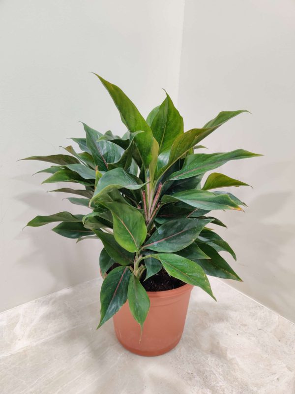 Aglaonema Lipstick Green 18 cm Pot
