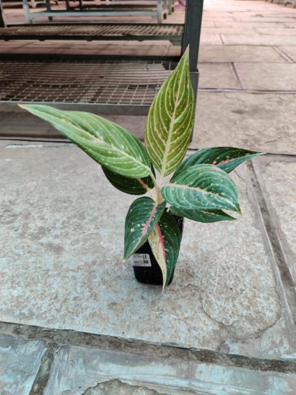 Aglaonema Black Legacy 7 cm Pot