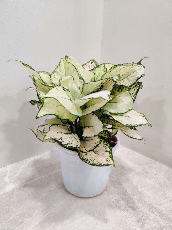 Aglaonema Super White 17 cm Pot