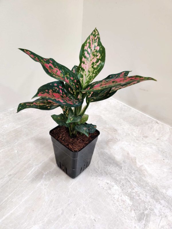 Aglaonema Rui 7 cm Pot
