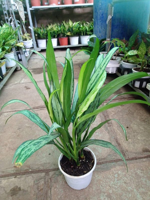 Aglaonema Cutlass 12 cm Pot