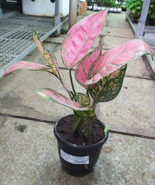 Aglaonema Rotundun Hybrid Valentine 12 cm Pot
