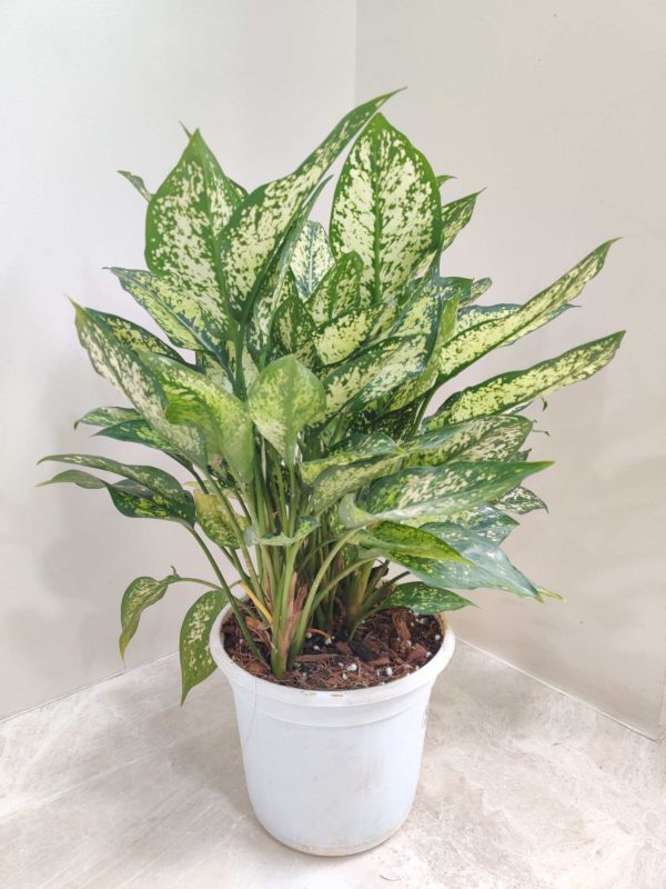 Aglaonema Snow White 17 cm Pot