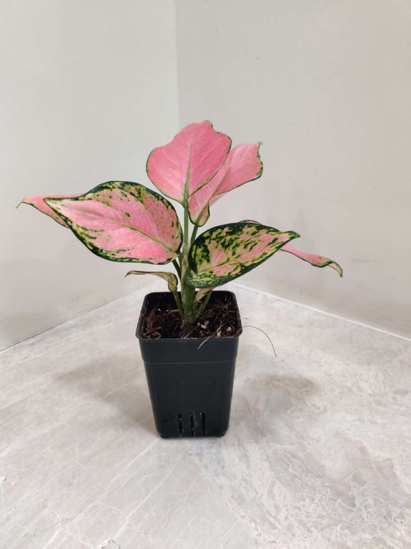 Aglaonema Pink Valentine 7 cm Pot