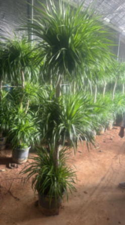Dracaena 3 Layer 2 Meters