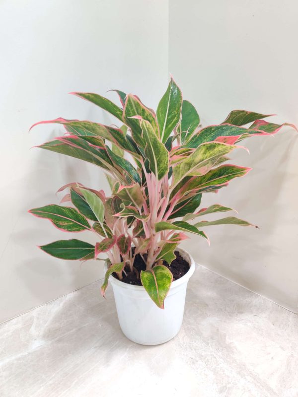 Aglaonema Red Lipstick 18 cm Pot