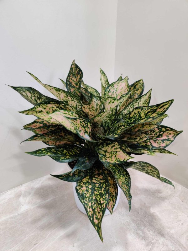 Aglaonema Green Rosy 17 cm Pot