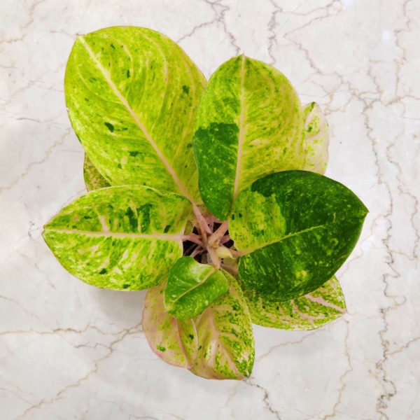 Aglaonema Pink Emerald 12 cm Pot
