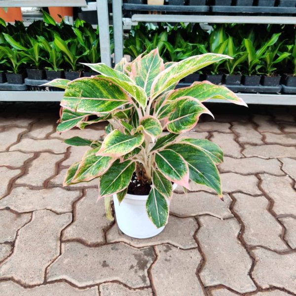 Aglaonema Anjuman 18 cm Pot