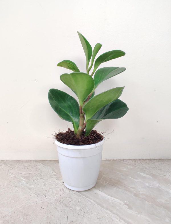 Peperomia Green Plant 8.5 cm Pot