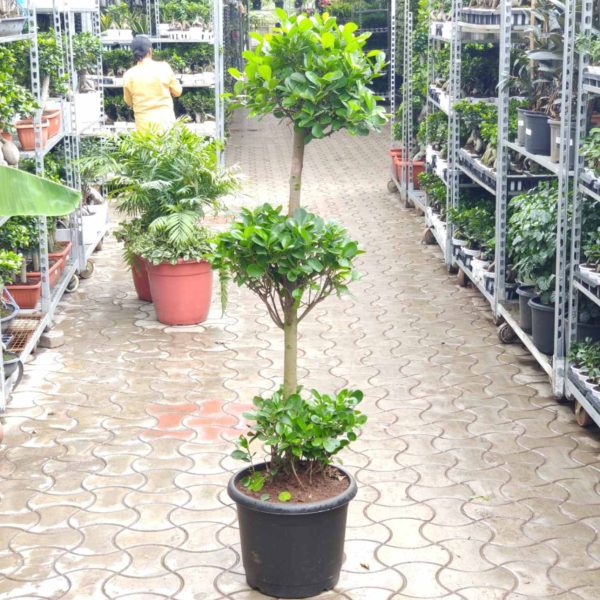 Ficus 3 Step (COCOPEAT)