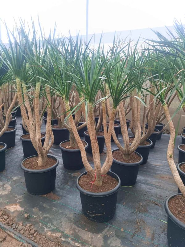 Dracaena Black Peal 1.7-1.8m