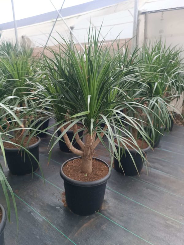 Dracaena Black Peal 1.1-1.2m