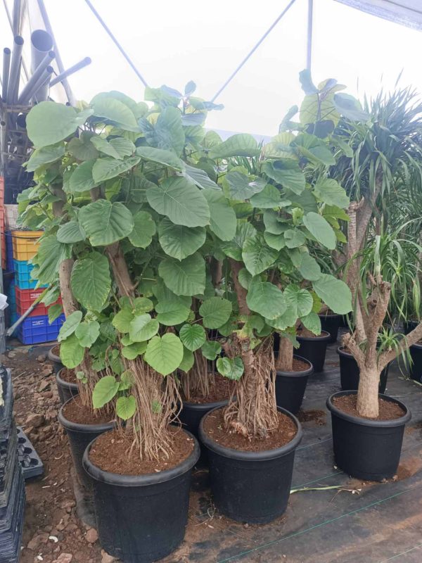 Ficus Umbellata 1.5-1.8 m