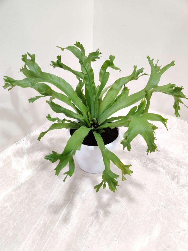 Asplenium Antiquum ‘Crissie 12 cm Pot
