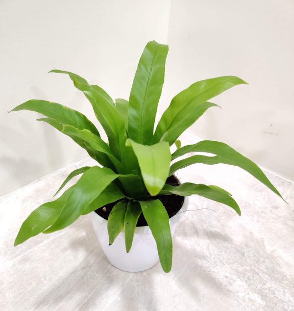 Asplenium Antiquum 12 cm Pot