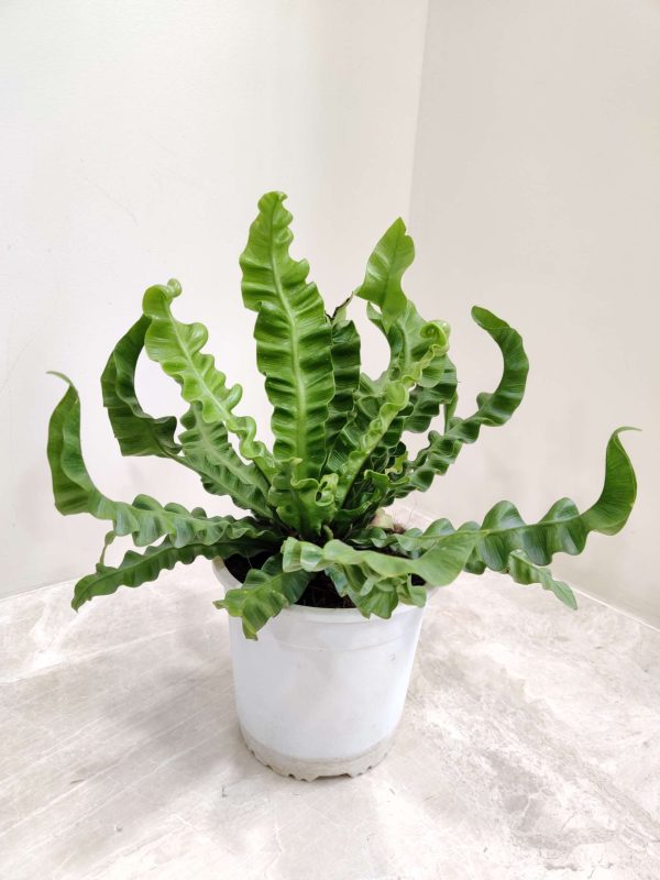 Asplenium Nidus Crispy Wave 15 cm Pot