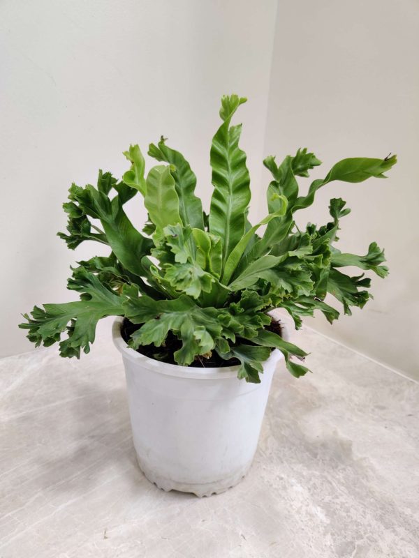 Asplenium Antiquum ‘Crissie 15 cm Pot