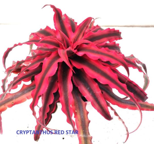 Cryptanthus Red Star, 8.5 cm Pot